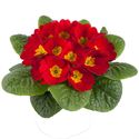 Bild von Primula P10.5 Kleurtonend Red